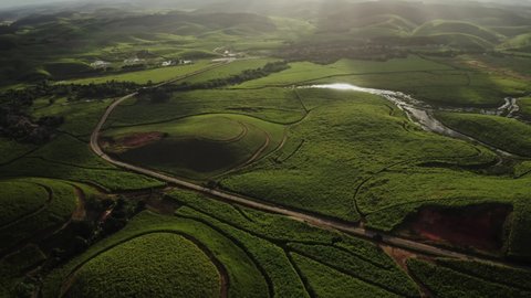 Sugar cane field plantation farm sun grass aerial drone shot
