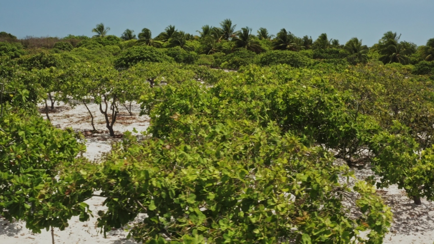Cashew fruit trees plantation field aerial drone shot