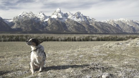 Dog sitting in front of the Teton Mountain Range in Jackson Wyoming on a windy day in the fall