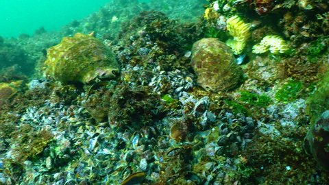 Predatory mollusks (Rapana venosa) in the bottom biocenosis on stones eat the Black Sea mussel. Harmful Invader