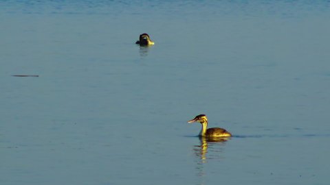 The great crested grebe (Podiceps cristatus) in the lake