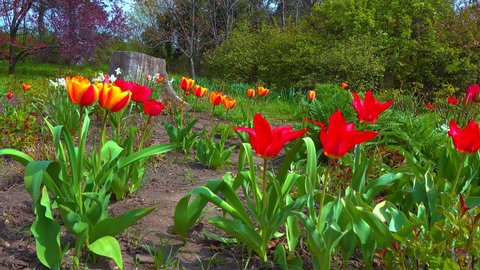 Tulips and other colorful flowers bloom in spring in the botanical garden