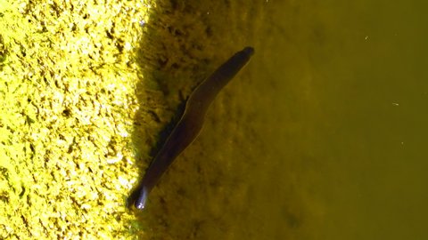 Medical leech swims in dirty water in the lake, Ukraine