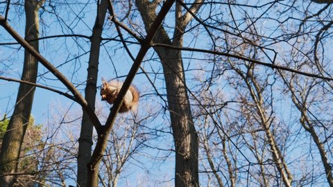 A squirrel with gray and orange fur sits on a branch, holds a nut in paws and eats it. A wide plan with background of bare trees and a bright blue sky in the spring, on a sunny day in a forest park.