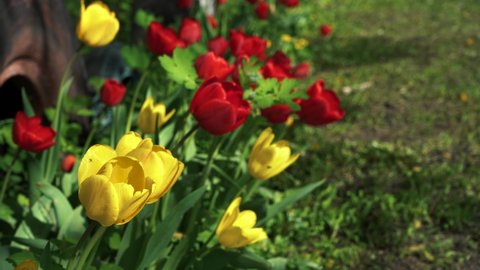 yellow and red tulips grow on the lawn. 4k footage