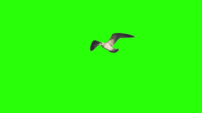 Bird flying on chroma key