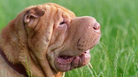 Close up of the head of a brown adult Chinese purebred dog sharpei sitting in tall green grass