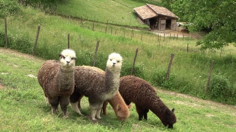 Group of curious alpacas on a farm