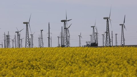 A field of blooming rape near the windmills of a wind farm near the city of Evpatoria (Crimea, Crimean Peninsula)