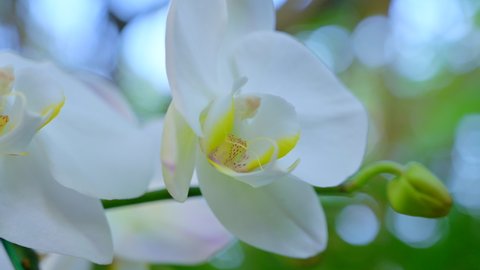 4K Video of White Orchid Flower
