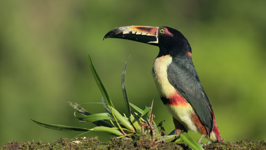 close up of a collared aracari perched on a tree branch at boca tapada of costa rica
