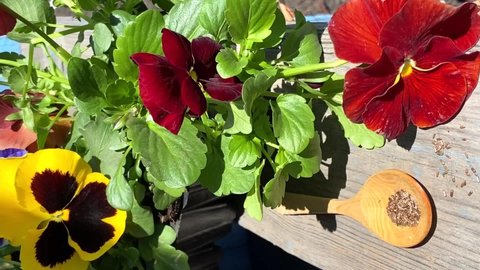 pansy flowers before planting spoon with flower seeds. seedling. gardening. planting flowers