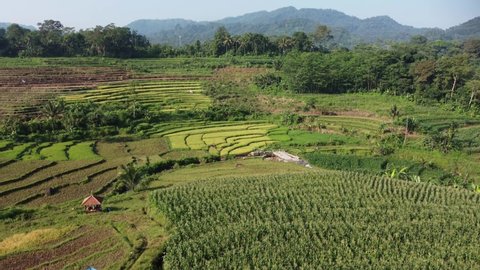 Aerial view of beautiful rice fields in the morning in Kendal Village, Indonesia.