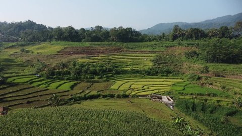 Aerial view of beautiful rice fields in the morning in Kendal Village, Indonesia.