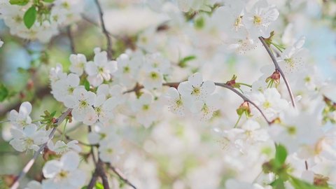Cherry blossom branch with white flowers in full bloom with small green leaves swaying in the wind in spring under the bright sun. Close-up moving high quality 4K footage.