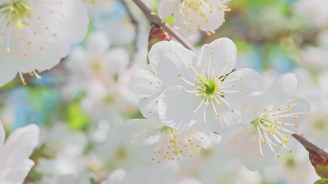 Close-up of the cherry blossom branch with white flowers in full bloom with small green leaves swaying in the wind in spring under the bright sun. Close-up moving high quality 4K footage.