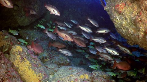 Slow motion shot school of snapper fish (Ocyurus chrysurus), underwater under water marine life in Cocos Keeling Islands Costa Rica Scuba diving and snorkeling in undersea Pacific Ocean.