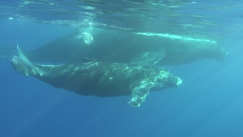 Close-up humpback whale mother and calf underwater in Pacific Ocean. Giant animals Megaptera Novaeangliae huge whales in pure transparent water in Tonga Polynesia