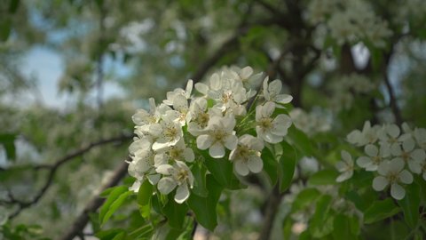Blooming pear tree close up. Nature on spring