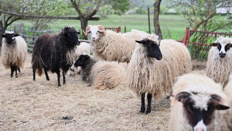 Herd of sheep in sheepfold. Flock of domestic sheep in livestock farm. Sheep, ram and lambs in barn. Sheep pen on a farm in a village. 