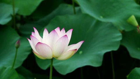 Pink lotus flowers in the summer time.