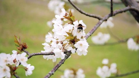 A bee flies among the white flowers of a cherry tree branch that has just blossomed in spring, close up, macro. A bumblebee flying among the cherry blossoms.