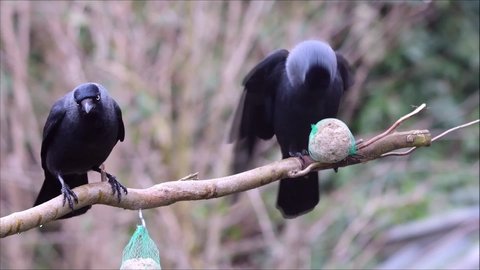 Western jackdaws (Corvus monedula) on fat balls.