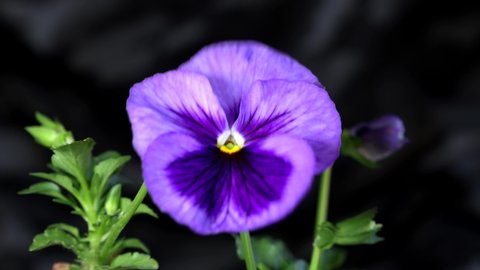 Violet garden pansy (Viola × wittrockiana). A large-flowered hybrid plant cultivated as a garden flower swaying in the wind