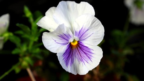 White and Violet garden pansy (Viola × wittrockiana). A large-flowered hybrid plant cultivated as a garden flower swaying in the wind