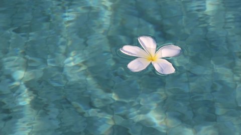 Close up White frangipani or Plumeria flower floating on the reflecting blue water surface.