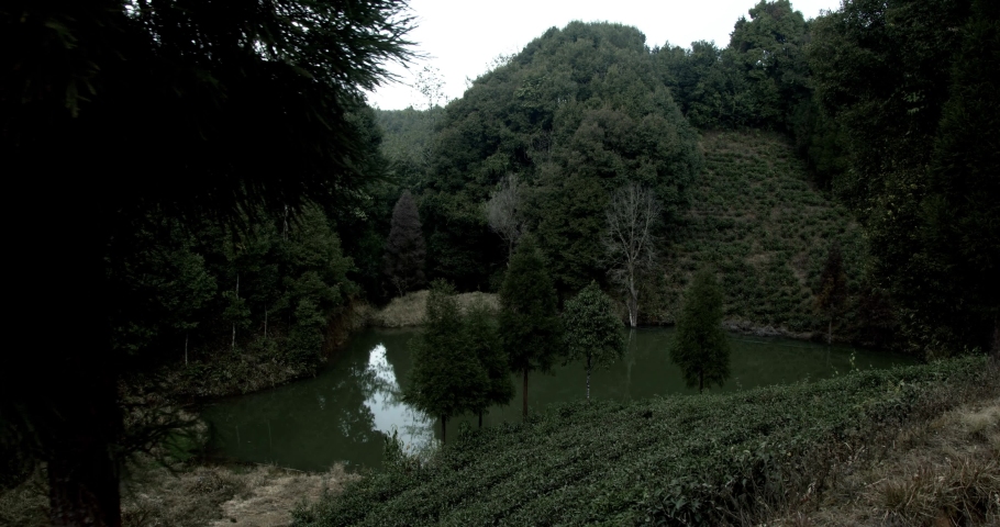 The video of a small lake hidden under the deep dense forest. 