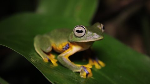 Rhacophorus reinwardtii is a species of frog in the family Rhacophoridae. It is variously known under the common names of black-webbed tree frog, green flying frog, or Reinwardt's tree frog