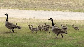 4K HD video several adult Canada Geese walking in brown and green grass in city park next to walkway.
