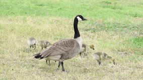 HD video close up of one adult canada goose with goslings, walking and eating in dry brown and green grass of a city park
