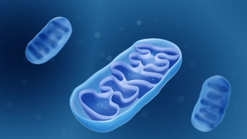 Mitochondria, Cross section view of a mitochondrion Royalty-Free Stock Footage #1090015789
