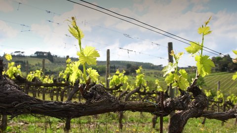 First shoots of the vine plant in a row of vineyards in Chianti near Mercatale (Florence). Tuscany, Italy. Motorised slider dolly movement.