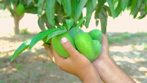 Fresh mangoes, Fresh mangoes in hand, close footage of mangoes in hand, Delicious and healthy fresh mangoes, Mango production, juicy and tasty mango