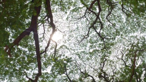 Shot of Branches of big green trees and sunlight from under the tree showing Crown shyness phenomenon where tree crowns do not touch each other at Goa in India.  Natural Forest background. 