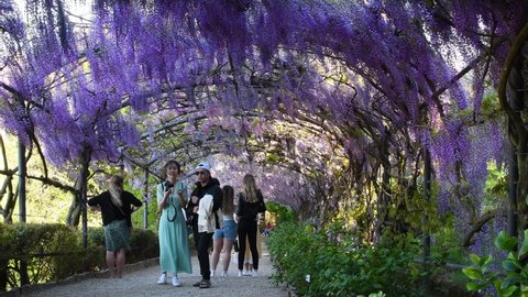 Florence, April 28, 2022: Tourists under a beautiful tunnel of purple wisteria in bloom in a garden near Piazza Michelangelo in Florence, admire the flowers swaying in the wind. Italy.