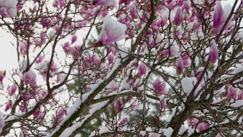 climate change snowfall in spring, close up of a purple blooming liliiflora magnolia tree in a garden covered with fresh white snow, camera panning right to left close up of a purple flower with snow 