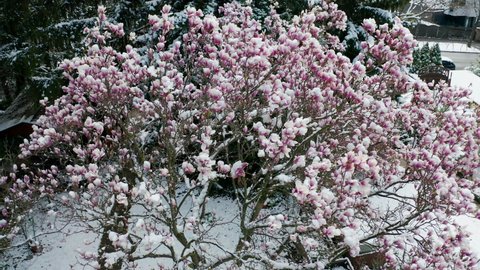 climate change snowfall in spring, drone shot aerial view of a purple blooming liliiflora magnolia tree in a garden covered with fresh white snow, camera flying close around the top with purple flower