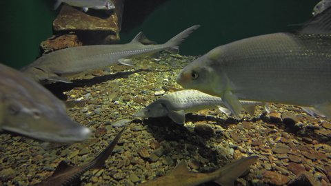Baikal whitefish and sturgeon fish is swimming underwater. Fish living in lake Baikal in clear water, 4k