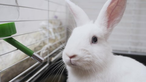 close-up of a white rabbit with blue eyes in a cage drinks water from a drinker.