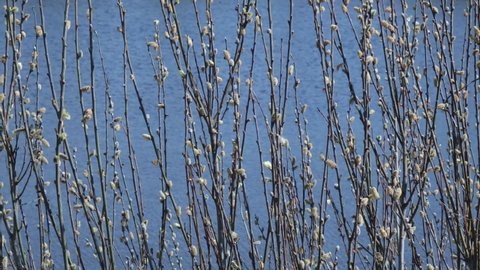 Flowering willow or willow. Blossoming buds against the background of blue water. Background, spring texture
