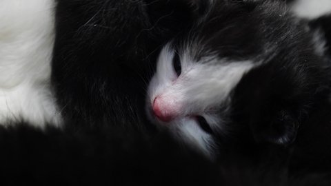 Breast-feeding of newborn kittens. A newborn kitten sucks on a cat's breast. Kitten close up. Newborn kittens drink their mother's milk against white background.