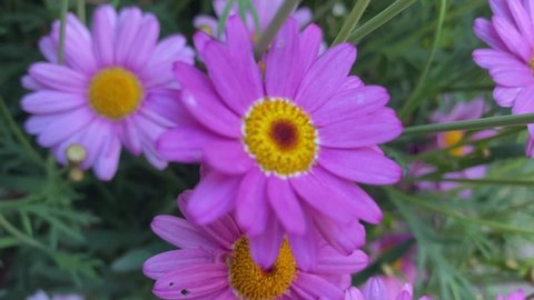 Argyranthemum frutescens, known as Paris daisy, marguerite or marguerite daisy,a perennial plant known for its flowers