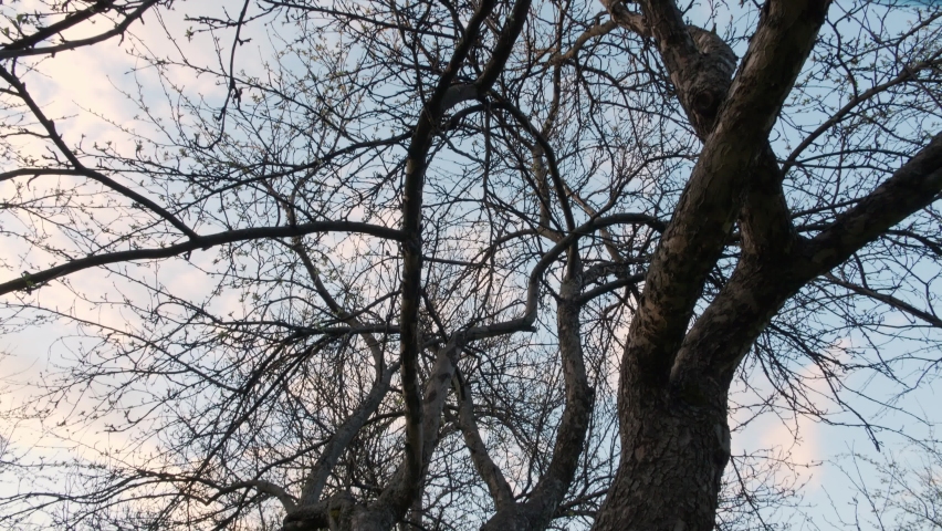 Wide shot of bare winding branches of apple tree with blooming buds. Apple-tree garden in the city with buildings in the background, pink blue sunset sky in the spring. Slow motion, tilt up to down.