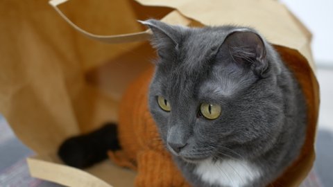 A cute gray cat is sitting in a paper bag, the cat is wearing a pet suit in the form of a brown sweater. A homeless cat lives in a bag, hiding from the cold in rags and paper so as not to freeze.