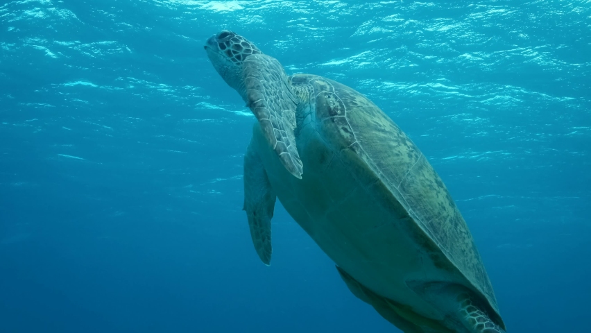 Sea Turtle slowly swim to the up in the blue water in sinrays. Great Green Sea Turtle (Chelonia mydas) swim upward. Slow motion, Red Sea, Egypt Royalty-Free Stock Footage #1090019439