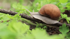 Wildlife world. Snail in the forest